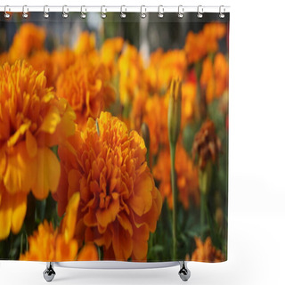 Personality  Marigold Flowers With Green Leaves In Bright Sunlight Shower Curtains