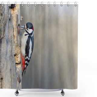 Personality  Red Woodpecker Shower Curtains