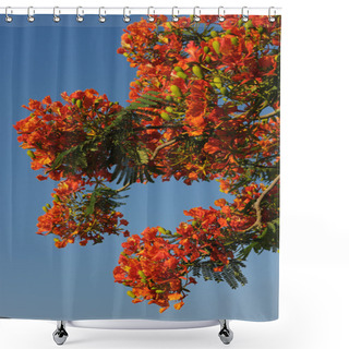 Personality  Flowers Of Israel - Delonix Regia Shower Curtains