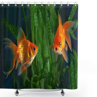 Personality  Goldfish, Aquarium, A Fish On The Background Of Aquatic Plants Shower Curtains