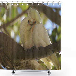 Personality  Little Corella Couple In Courtship Shower Curtains