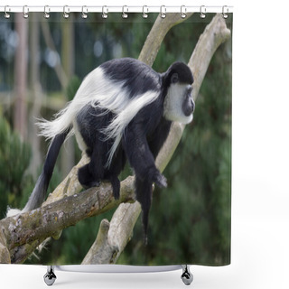 Personality  Black And White Colobus (Colubus) Shower Curtains