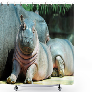 Personality  Baby Hippo Shower Curtains
