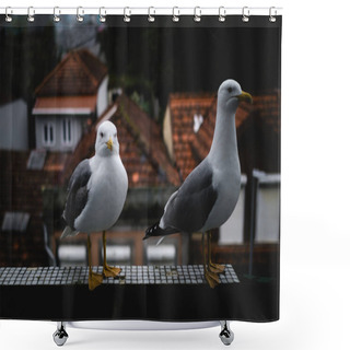 Personality  Seagulls Resting On The Ledge. Shower Curtains