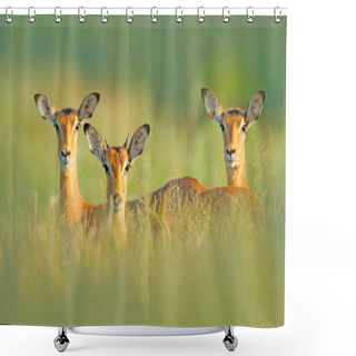 Personality  Beautiful Impalas In Grass With Evening Sun, Hidden Portrait In Vegetation Shower Curtains