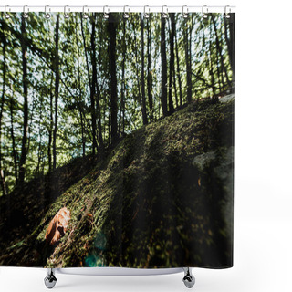 Personality  Shadows On Trees With Green Fresh Leaves In Forest  Shower Curtains
