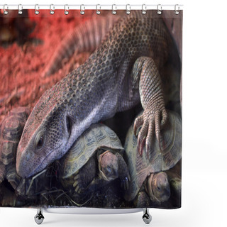 Personality  Reptiles Shower Curtains