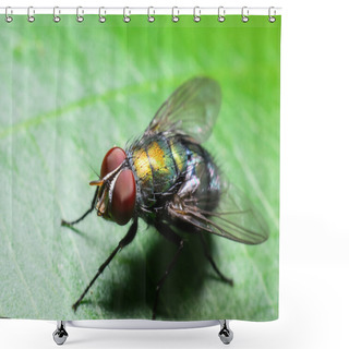 Personality  Flies Shower Curtains