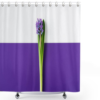 Personality  Top View Of Hyacinth Flowers On Halved Purple And White Surface Shower Curtains