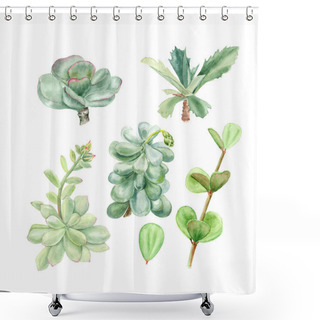 Personality  Tropical Plants Succulents Pachyphytum, Echeveria, Peperomia, Kalanchoe, Adromischus. Botanical Watercolor Illustration Of Succulent On White Background Shower Curtains