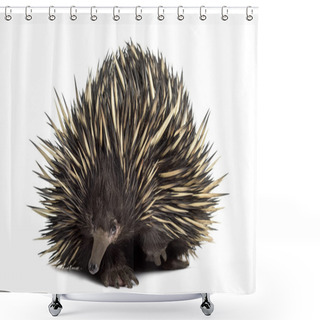 Personality  Short-beaked Echidna Isolated On White Shower Curtains