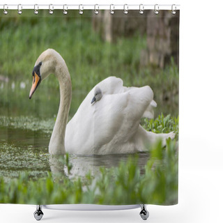 Personality  Mute Swan (Cygnus Olor) Cygnet On Swimming Female Shower Curtains