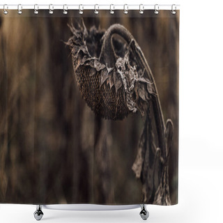 Personality  Beautiful Artistic Photo Of Dry Sunflower Disappointed Sad Looking Down. Dry Sunflowers In The Autumn Field. Gloomy Brown Sepia Colors, Bow Your Head. Metaphor Of Failure, Frustration,  Melancholy Shower Curtains