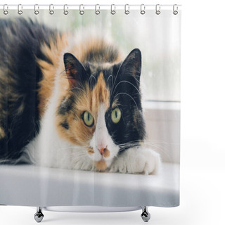 Personality  Young Turtle Three-colored Relaxing Cat. Cat With Green Eyes Lying On The Windowsill Looking At The Camera. Shower Curtains