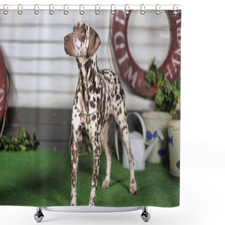 Personality  Portrait Of A Cute Little Dalmatian Dog In Close-up. Shower Curtains