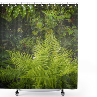 Personality  Rain In Forest Jungle Shower Curtains