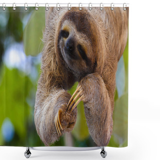 Personality  Happy Sloth Shower Curtains