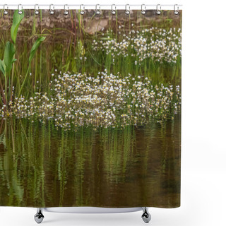 Personality  A Large Bush Of Wild White Small Flowers Growing In An Aquatic Environment. Shower Curtains