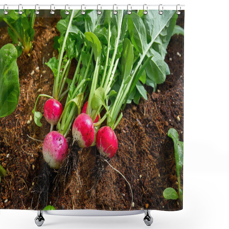 Personality  Radishes Harvest In An Orchard At Urban Garden Radish Plants Shower Curtains