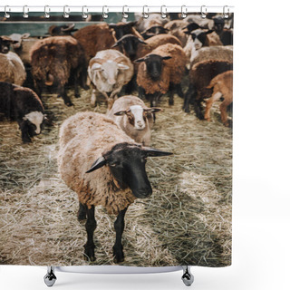 Personality  Close Up View Of Brown Sheep Grazing With Herd In Corral At Farm Shower Curtains