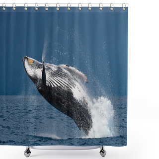 Personality  Jump Humpback Whale, Shower Curtains