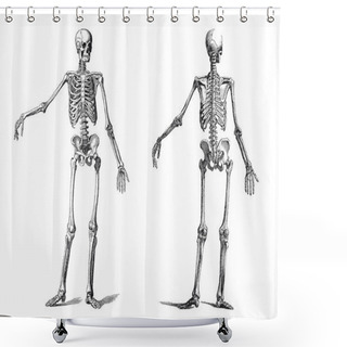 Personality  Human Skeleton Vintage Nineteenth Century Engraving Shower Curtains