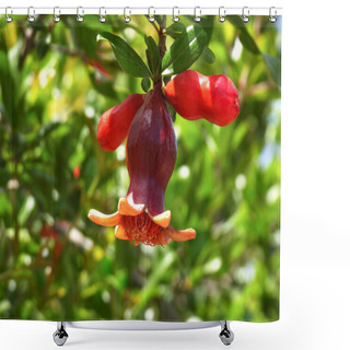 Personality  Branch With Flowers And Ovary Of Fruit Of A Pomegranate Tree Closeup On A Background Of Green Foliage Shower Curtains