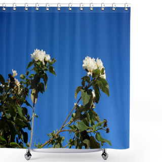 Personality  Anacahuita (also Known As Cordia Boissieri, White Cordia, Mexican Olive, Texas Wild Olive) Flowering In Early Spring, Copy Space Shower Curtains
