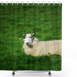 Personality  Cloned Sheep Shower Curtains