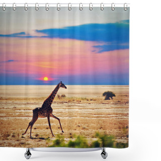 Personality  Giraffe On Savanna. Safari In Amboseli, Kenya, Africa Shower Curtains