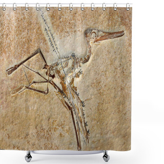 Personality  Pterodactylus Elegans Fossil Shower Curtains