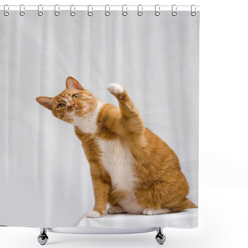 Personality  Cute Cat With Paw Up Shower Curtains