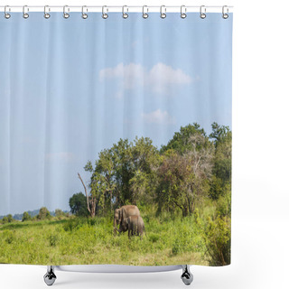 Personality  Wild Elephants Shower Curtains