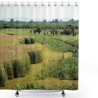 Personality  Swampy Farm With Domestic Animals In The Zasavica Special Nature Reserve In Serbia. Shower Curtains