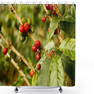 Personality  Coffee Plants To Mature Shower Curtains