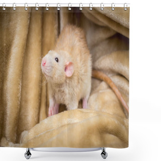 Personality  Fancy Fawn Colored Dumbo Eared Pet Rat Exploring A Blanket Shower Curtains