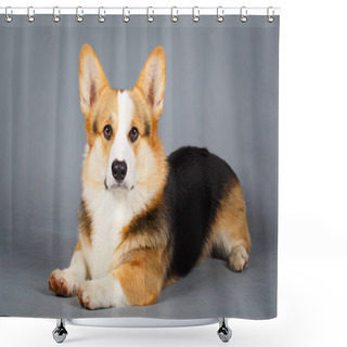 Personality  Animal Shower Curtains