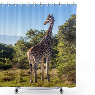 Personality  African Giraffe, Maasai Mara Game Reserve, Kenya Shower Curtains