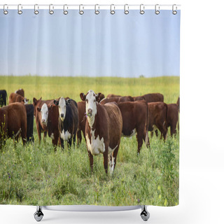 Personality  Cows In The Argentine Countryside Shower Curtains