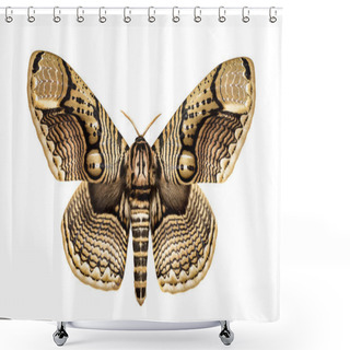 Personality  Butterfly Brahmaea Hearseyi Shower Curtains