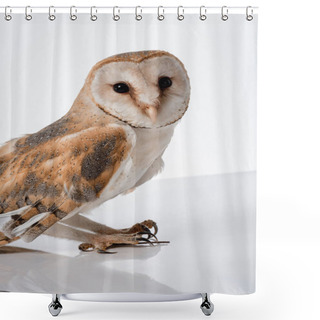 Personality  Beautiful Wild Barn Owl Isolated On White With Copy Space Shower Curtains