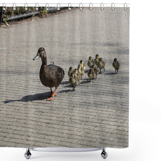 Personality  Mother Duck With Ducklings Shower Curtains