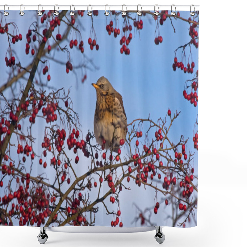 Personality  Fieldfare Sitting Of The Hawthorn Shower Curtains