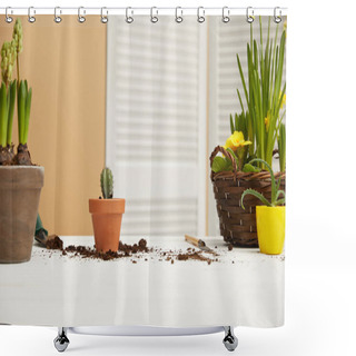 Personality  Cactus In Clay Flowerpot With Hyacinth And Aloe On Table  Shower Curtains