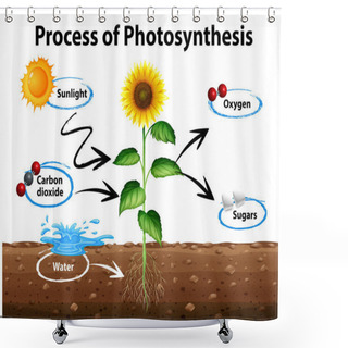 Personality  Diagram Showing Sunflower And Process Of Photosynthesis Shower Curtains