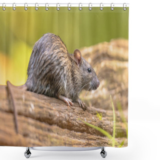 Personality  Brown Rat (Rattus Norvegicus) Walking In Grass On Bank At Night. Netherlands. Wildlife In Nature Of Europe. Shower Curtains