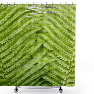 Personality  Closeup Of A Fern To Use As A Background Vrtical Shower Curtains