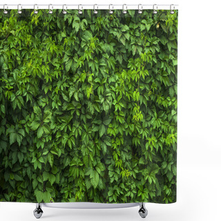 Personality  The Wall Covered By Green Leaves Shower Curtains
