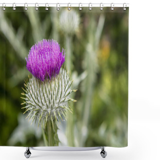 Personality  Cirsium Vulgare Is Dramatic Purple Thistle Plant In A Garden. Shower Curtains