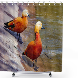Personality  Wild Duck Ogar On The Lake. Close-up. Shower Curtains